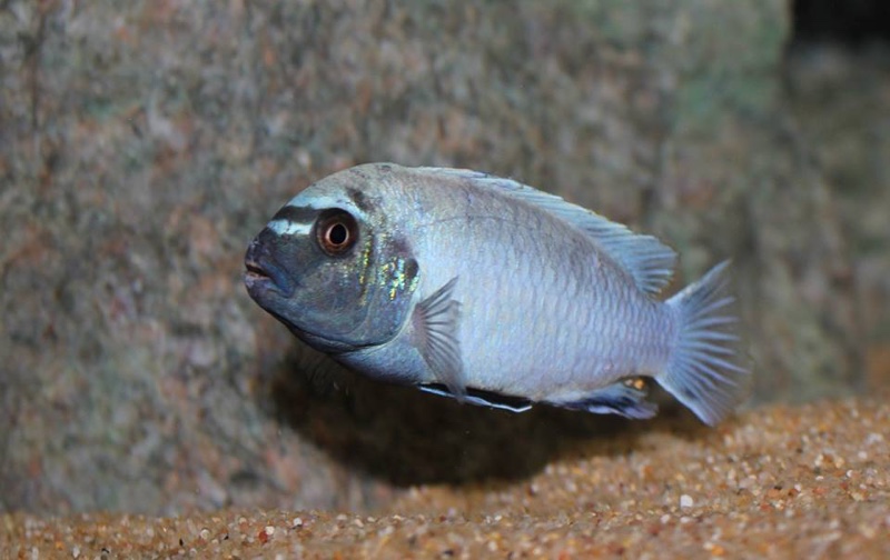 Pseudotropheus sp. 'polit' Lion's Cove